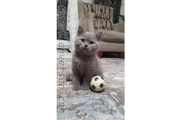British shorthair Sahibinden 1200 TL