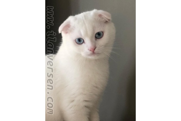 Yüzüncüyıl Mah. kedi ilanı ver