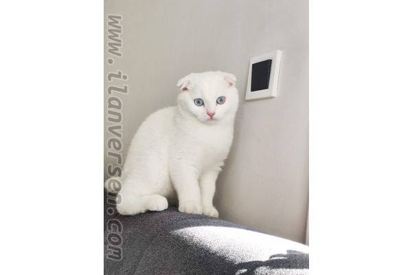 kedi Scottish fold fiyatları