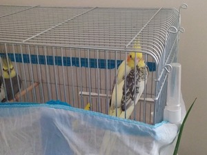 sultan papağanı satılık Dişi ve Erkek Papağan Darıca