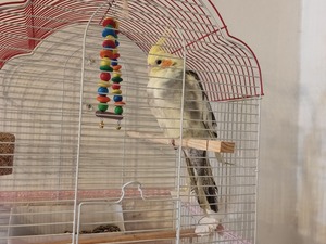 acil satılık papağan Gültepe Mah. hayvanlar ilanı