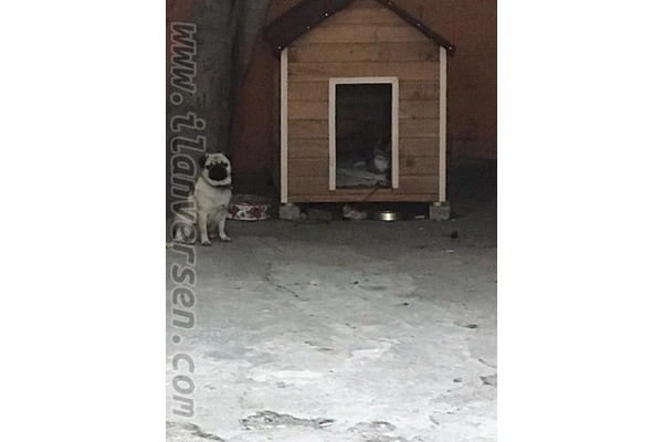 Pug Damızlık
