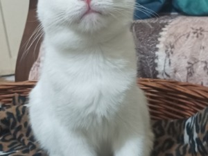  6 aylık erkek van kedisi