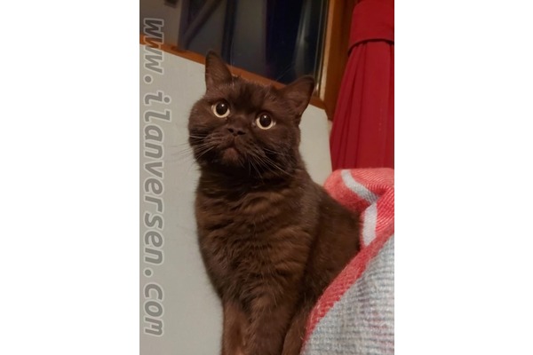 British shorthair ilanları