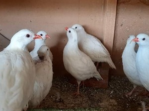beyaz keklik Aktaş Köyü hayvanlar ilanları