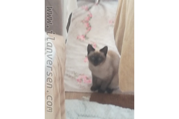 Siyam Dişi kedi
