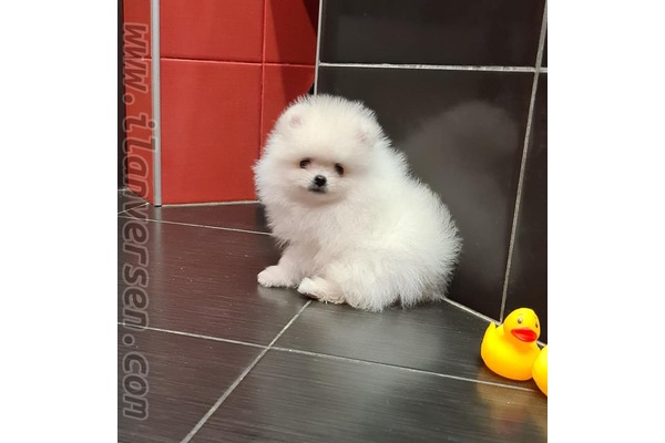 Girne Mah. köpek fiyatları