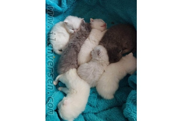 Scottish fold Çocuklara uygun