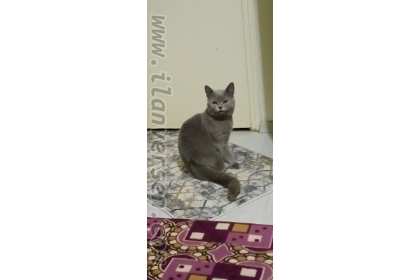 British shorthair 1