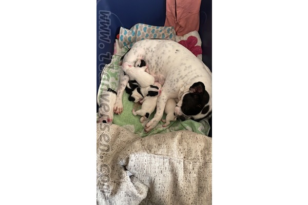 French bulldog yaş 0-3 Aylık Tersane Mah.