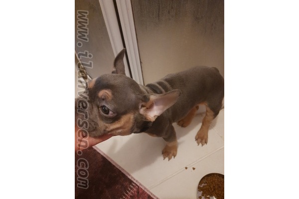 French bulldog yaş Bilmiyorum