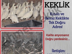 beyaz keklik Bük Köyü hayvanlar ilanı ver
