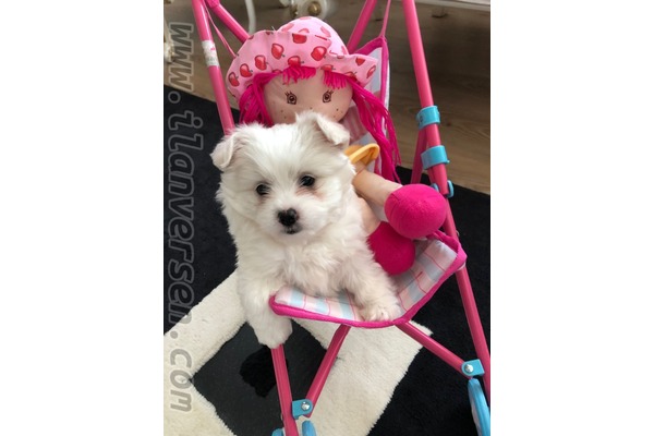 Feyzullah Mah. köpek ilanı ver