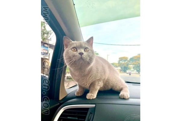 British shorthair 1 Kurtuluş Mah.