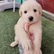 Büyükşehir Mah. köpek ilanı ver