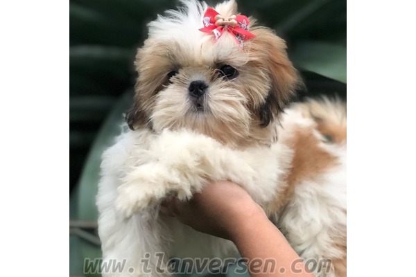 Cumhuriyet Mah. Shih-Tzu ilanları
