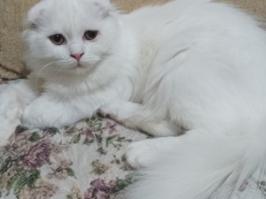 scottish fold kedi Scottish fold 6-12 Aylık