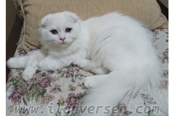 Scottish fold 6-12 Aylık