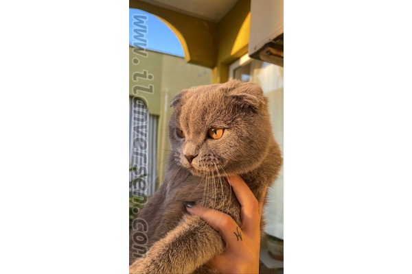 Dişi kedi Mahmutlar Bld.