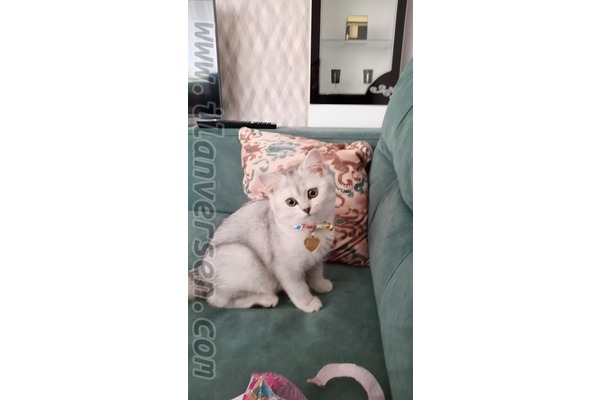 kedi Scottish straight fiyatları