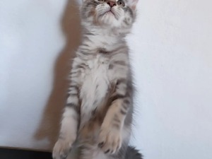 Show kalitede mainecoon yavrular (uygun)